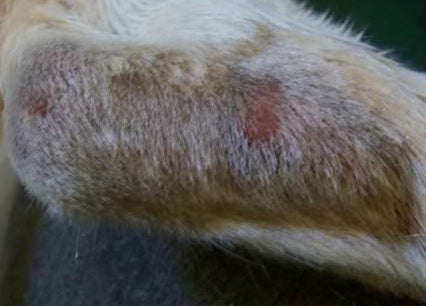 Dermatita alergica la intepaturile de purici